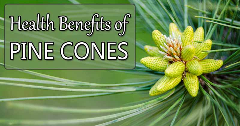 pine cone health benefits
