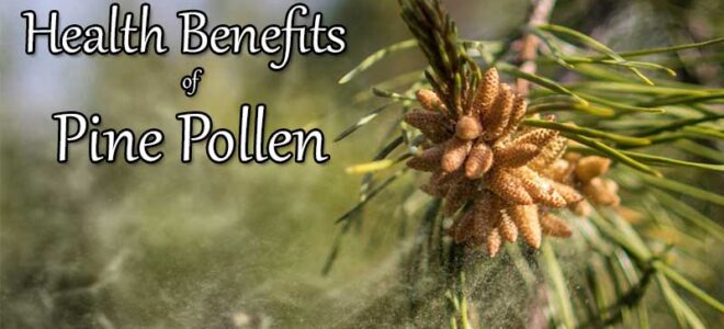 Pine Pollen Benefits (Beyond Boosting Testosterone)