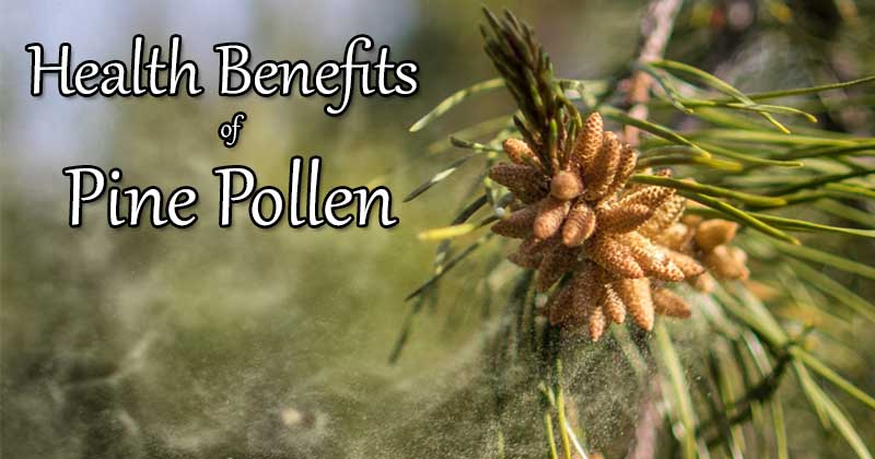 pinep pollen health benefits