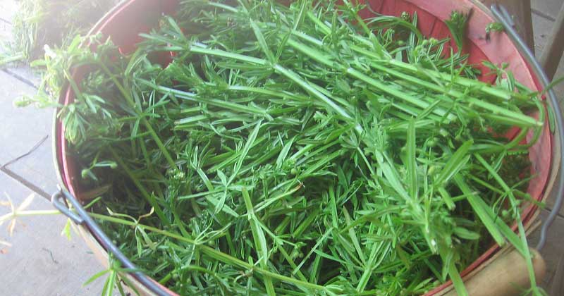 cleavers recipes