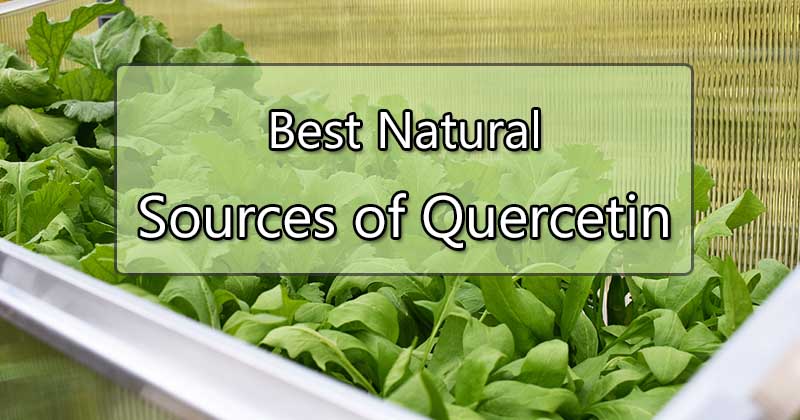 best natural sources of quercetin