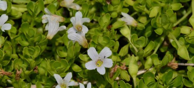 Bacopa Monnieri Health Benefits: What the Science Says