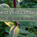 best wild lettuce