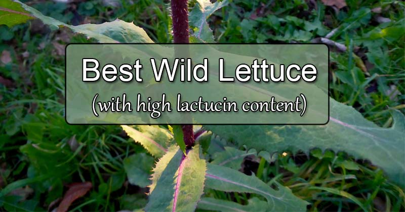 best wild lettuce