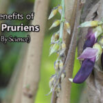 health benefits of mucuna pruriens