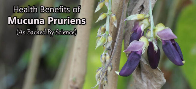 Mucuna Pruriens Health Benefits (As Backed By Science)