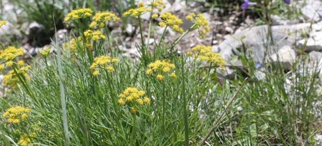 Health Benefits of Lomatium (As Backed By Science)