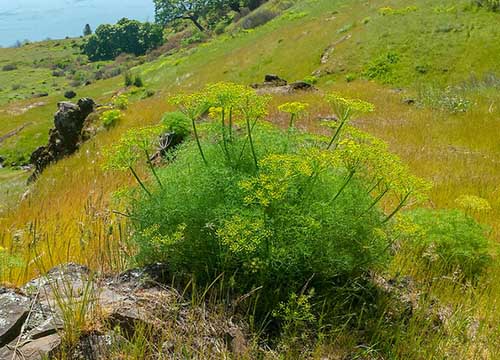 lomatium growing in the wild